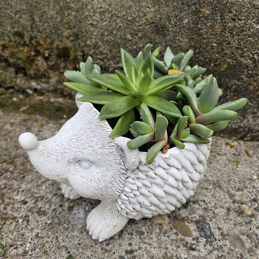 Charming White Hedgehog Planter with Live Succulents